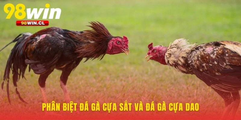 Vũ khí quyết định chiến thuật trong đá gà cựa sắt